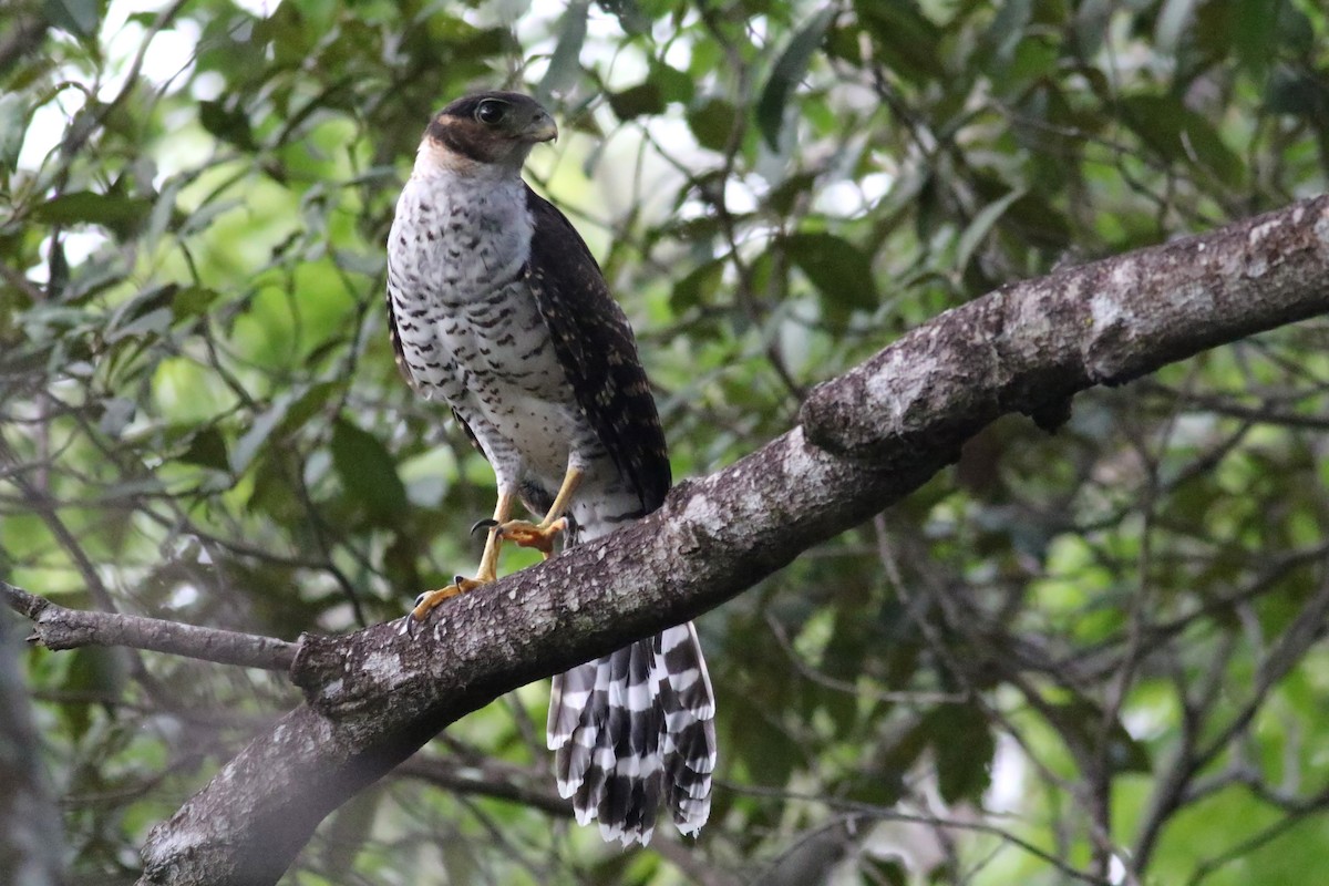 Collared Forest-Falcon - ML175557181