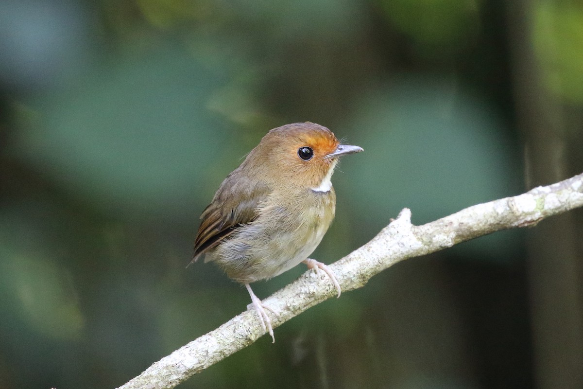 Rufous-browed Flycatcher - ML175557261