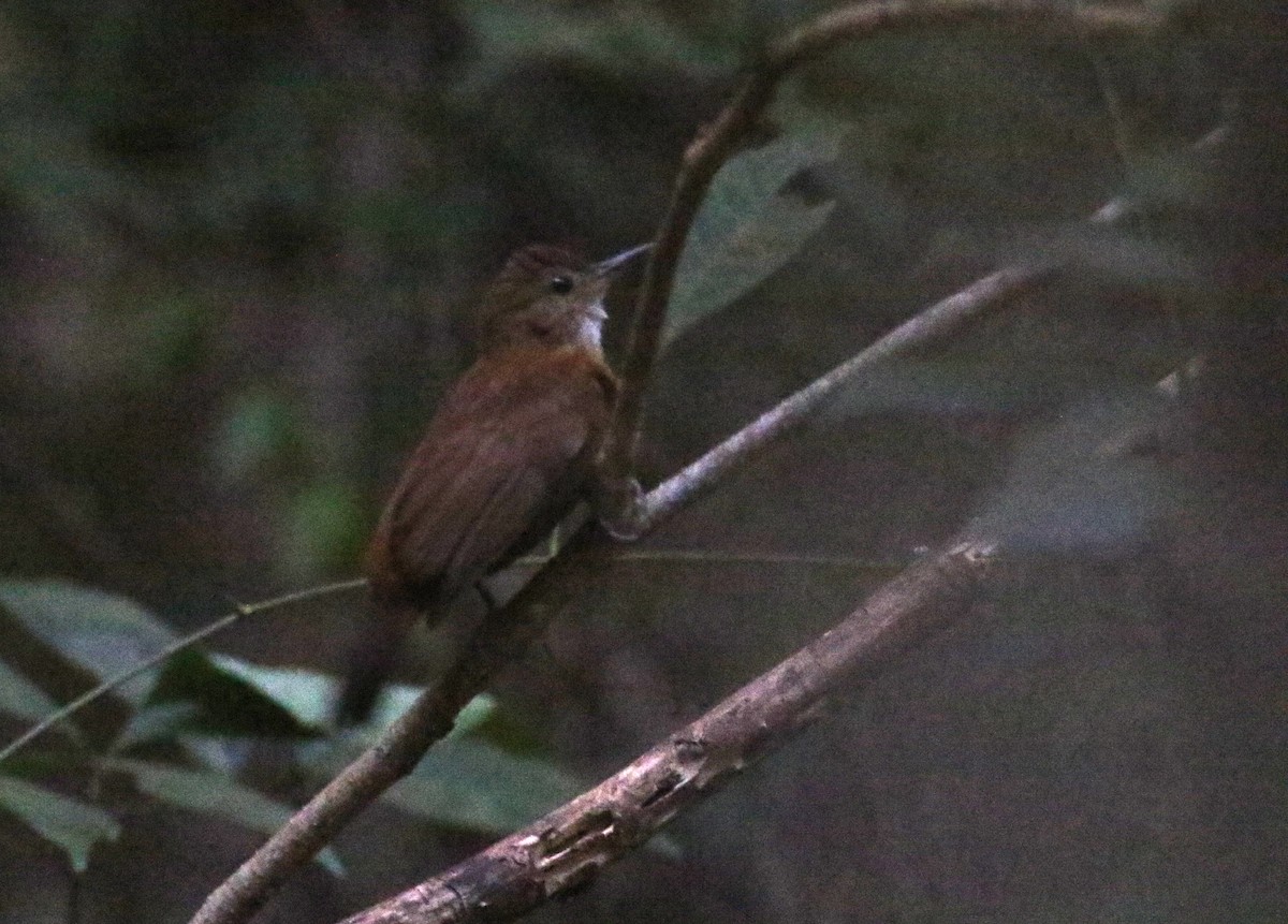 Sclérure à poitrine rousse (cearensis) - ML175557281