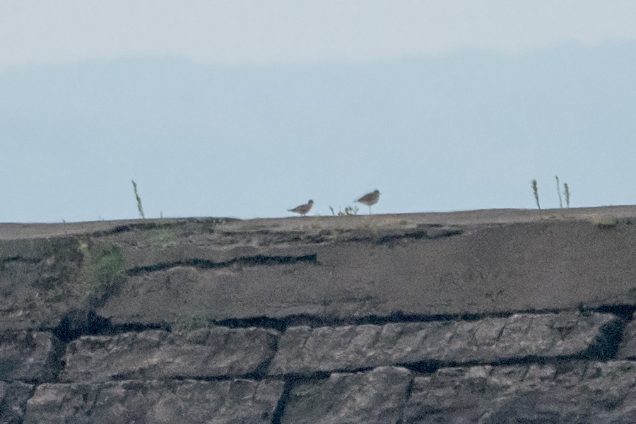 Black-bellied Plover/golden-plover sp. - Sue Barth