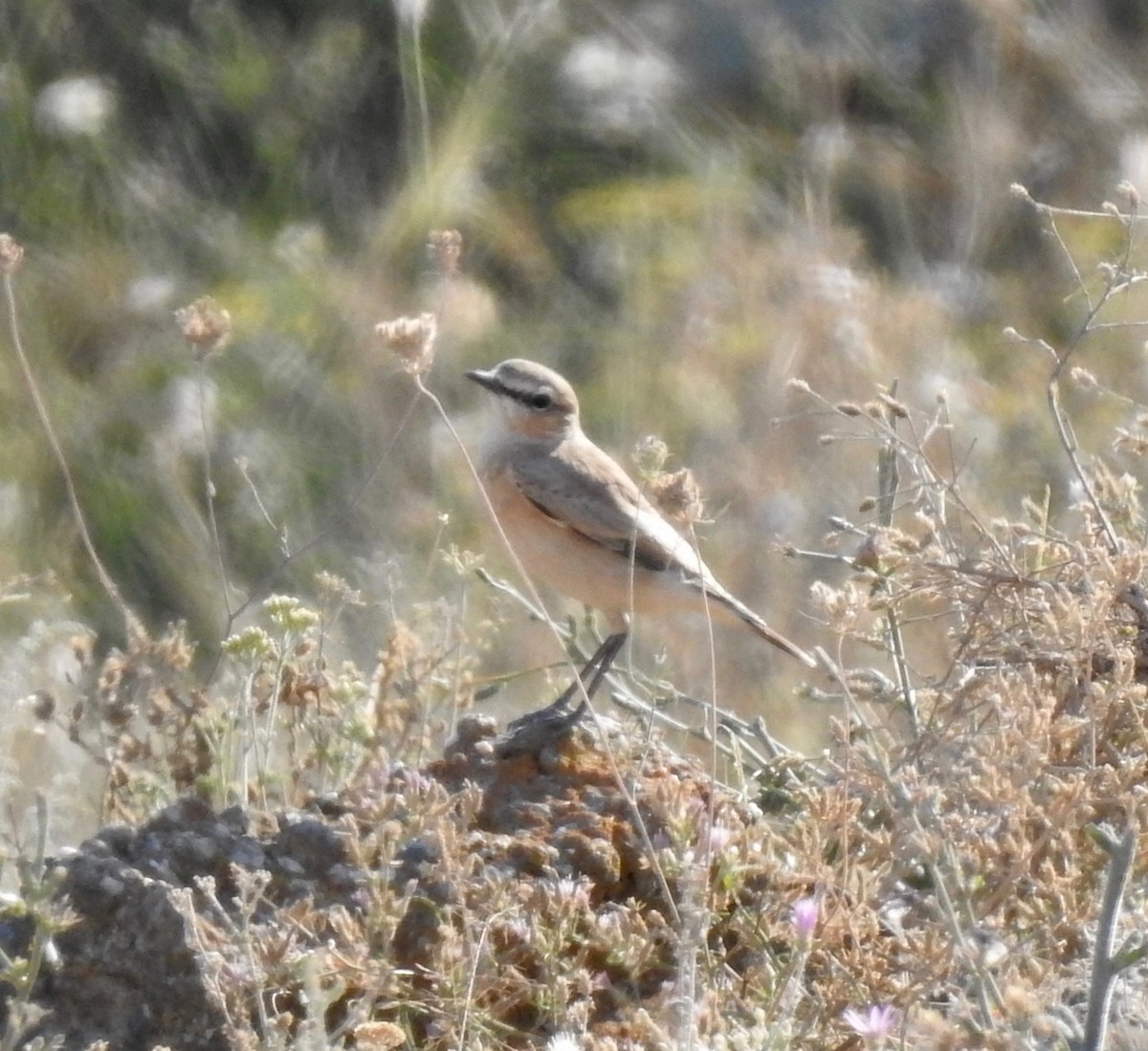 Isabelline Wheatear - ML175560941