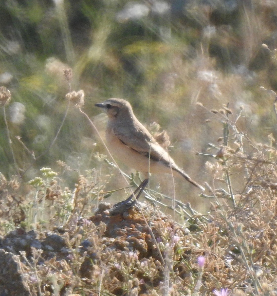 Isabelline Wheatear - Jonathan  Dean