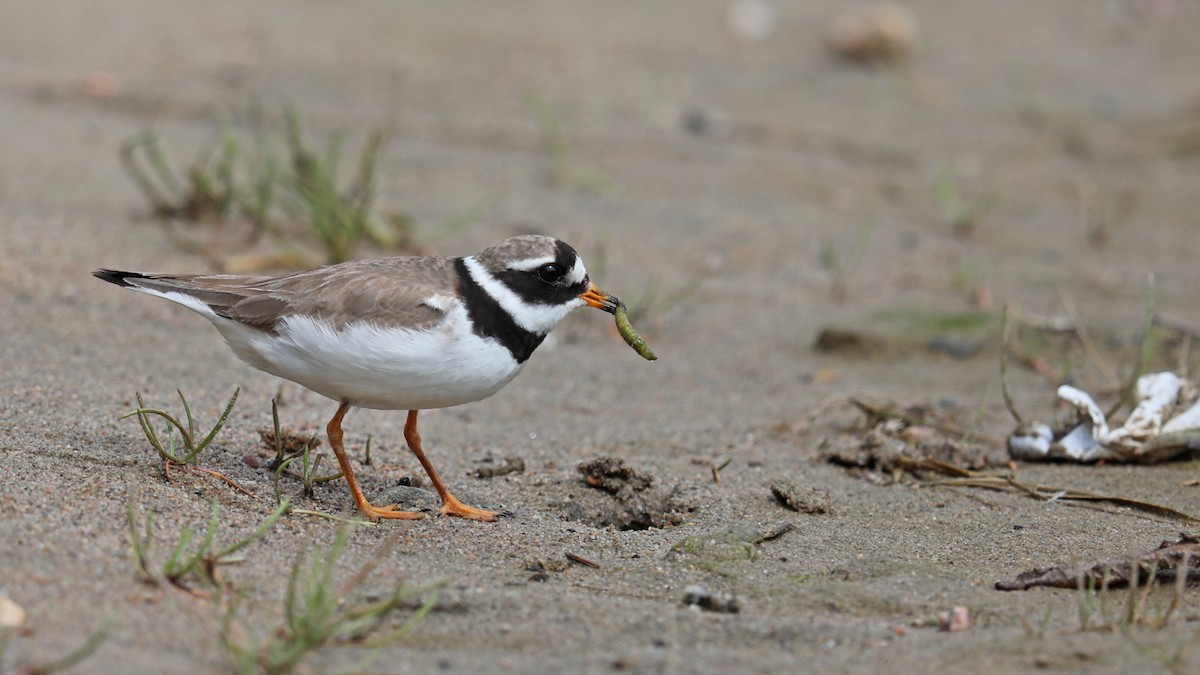 Common Ringed Plover - ML175561741