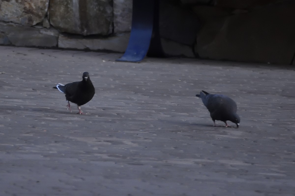 Rock Pigeon (Feral Pigeon) - Ken Crawley