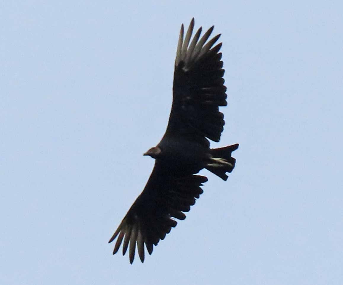 Black Vulture - ML175562831