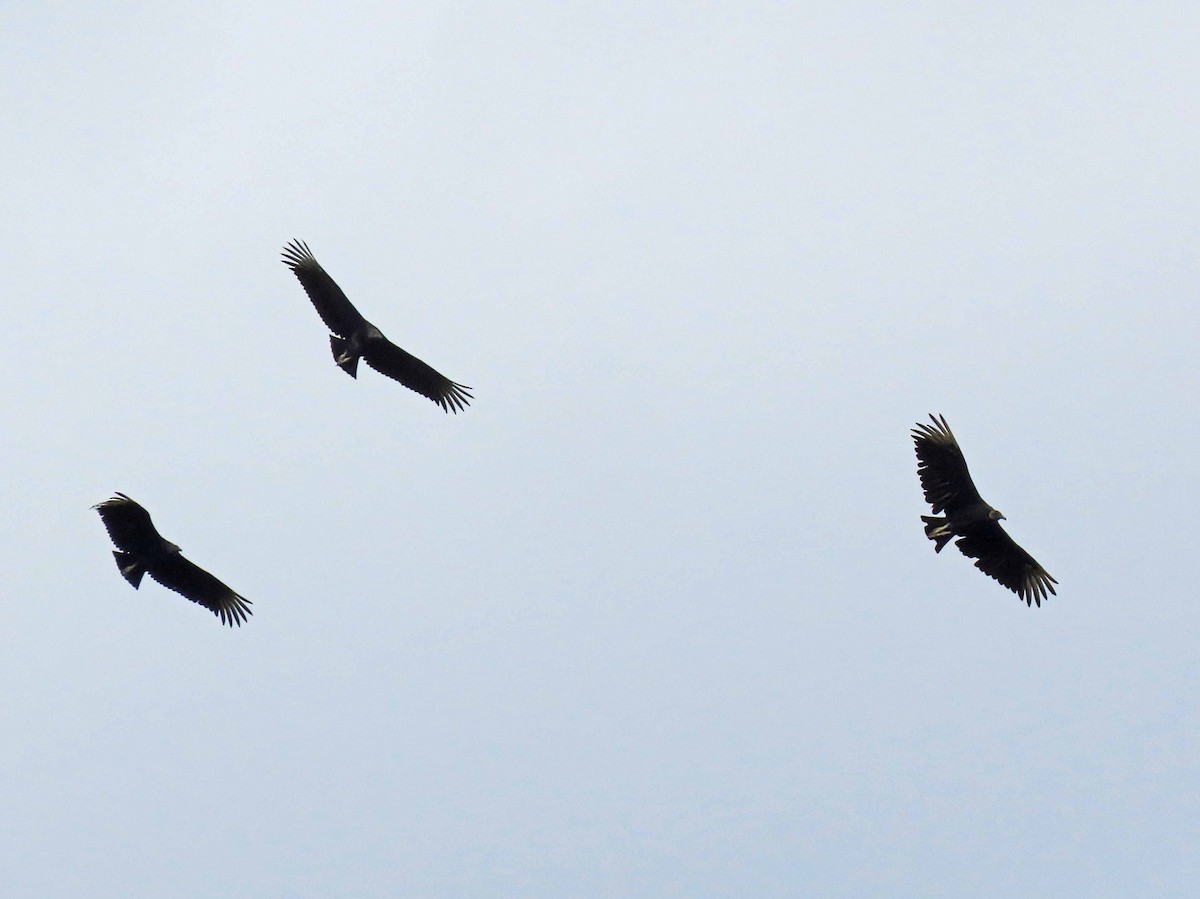 Black Vulture - ML175562841