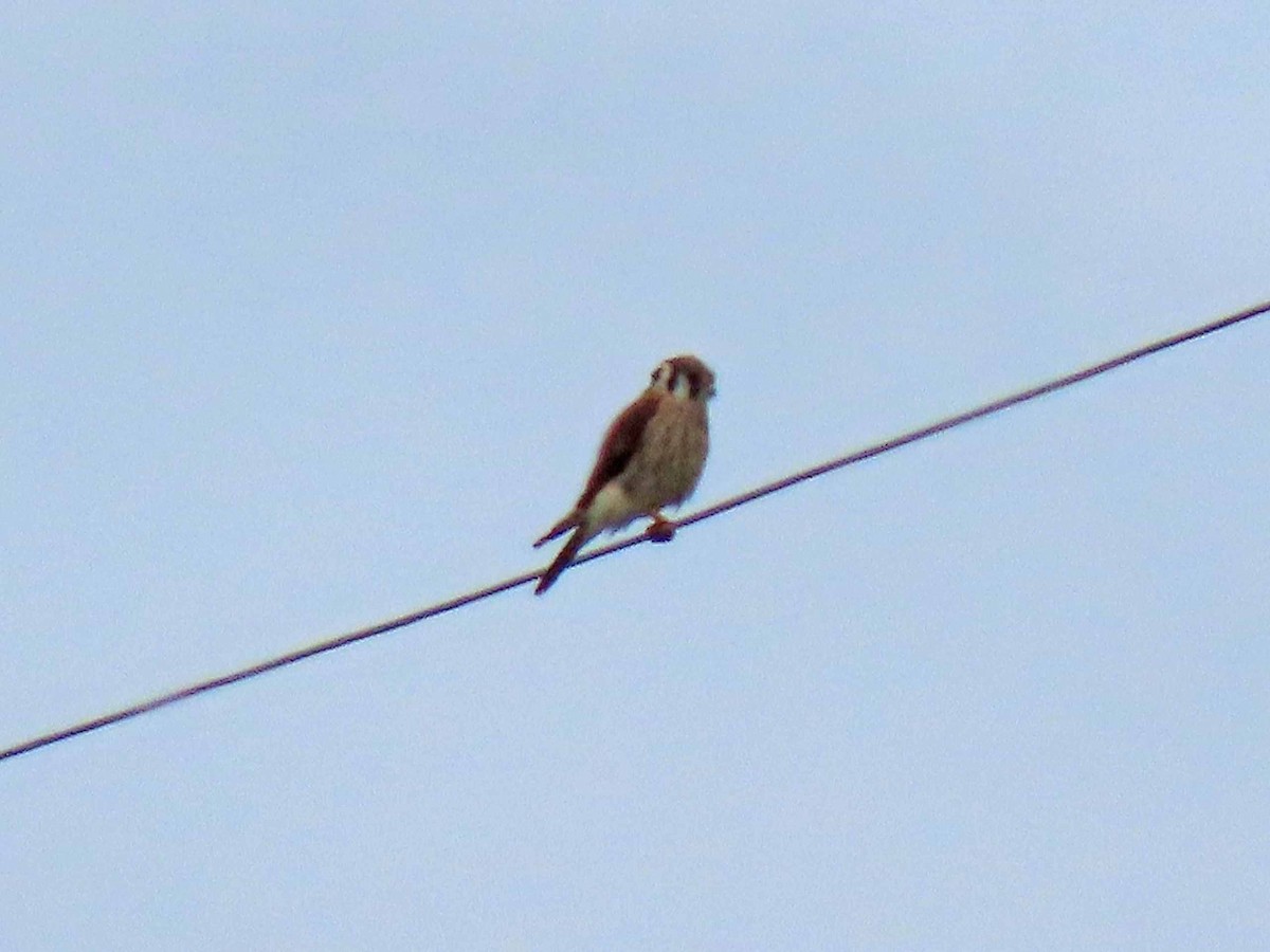 American Kestrel - ML175562901