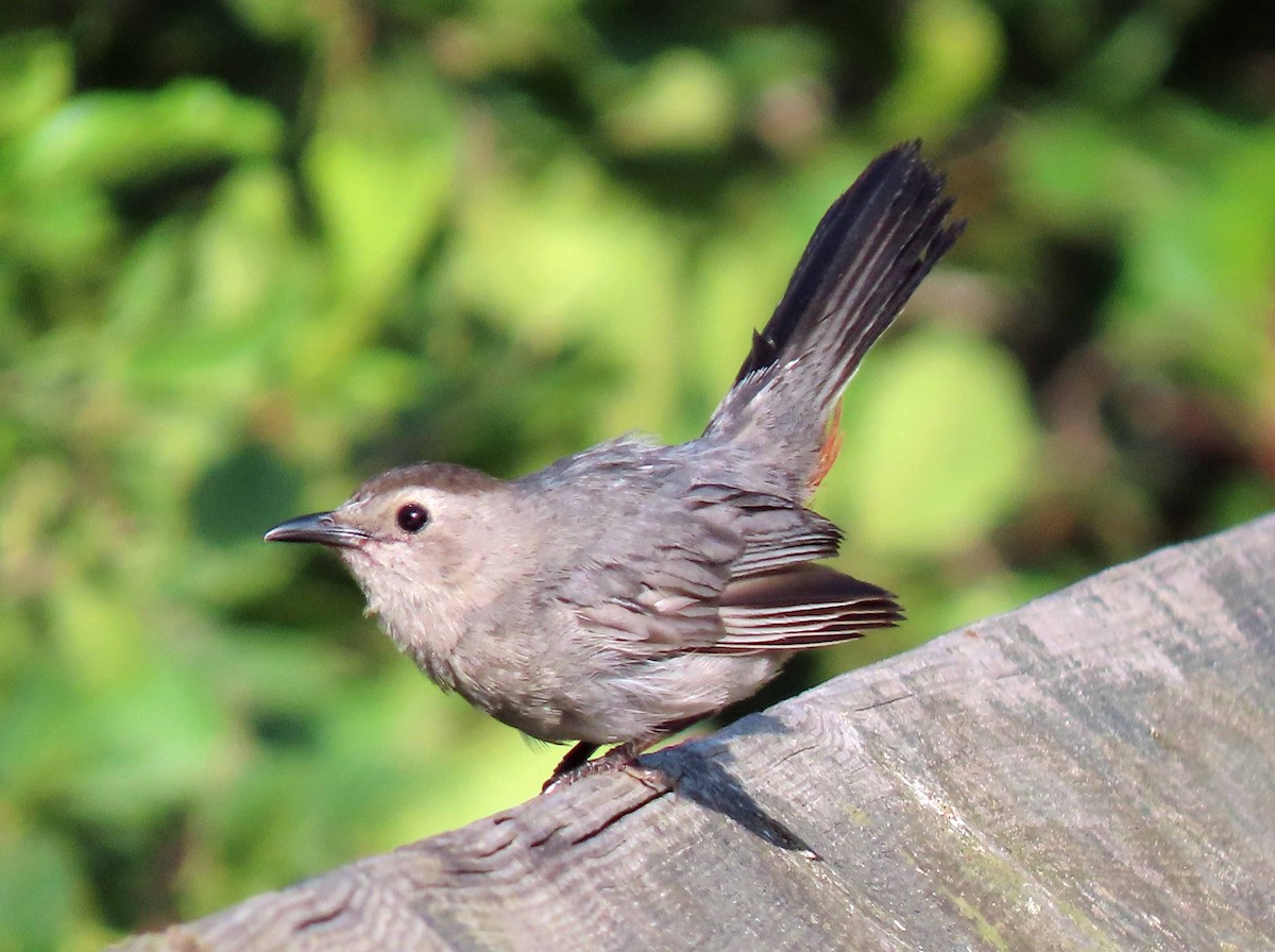 Gray Catbird - ML175562911