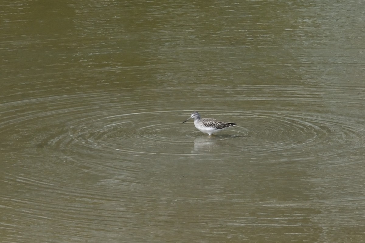 Greater Yellowlegs - ML175563221