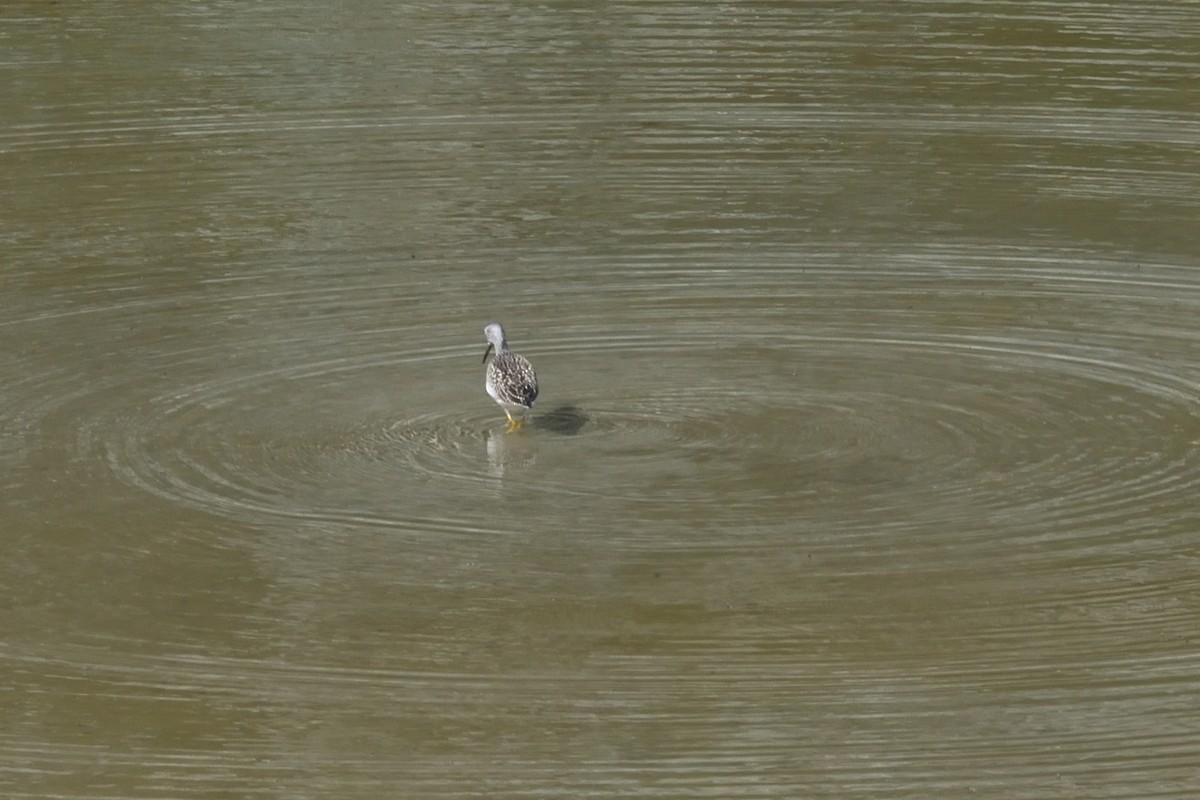 Greater Yellowlegs - Ken Crawley