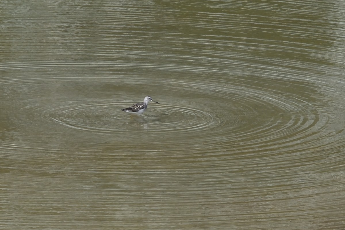 Greater Yellowlegs - Ken Crawley