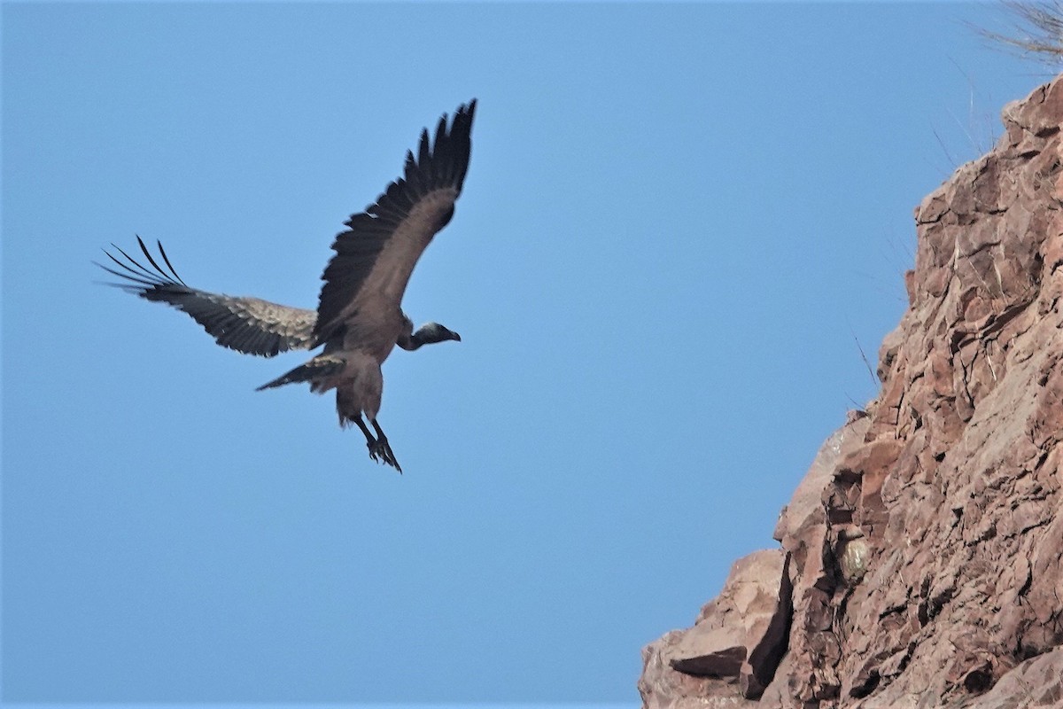 Indian Vulture - ML175564251