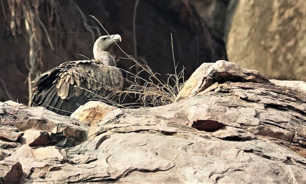 Indian Vulture - ML175564261