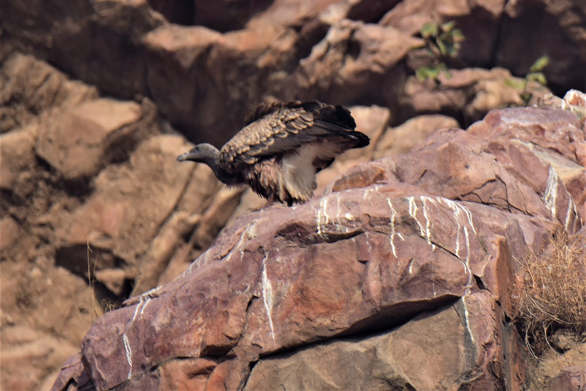 Indian Vulture - ML175564271
