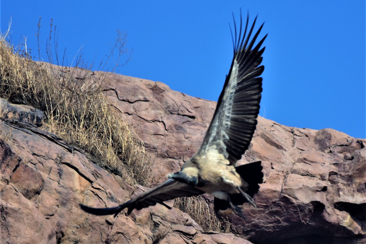 Indian Vulture - ML175564281