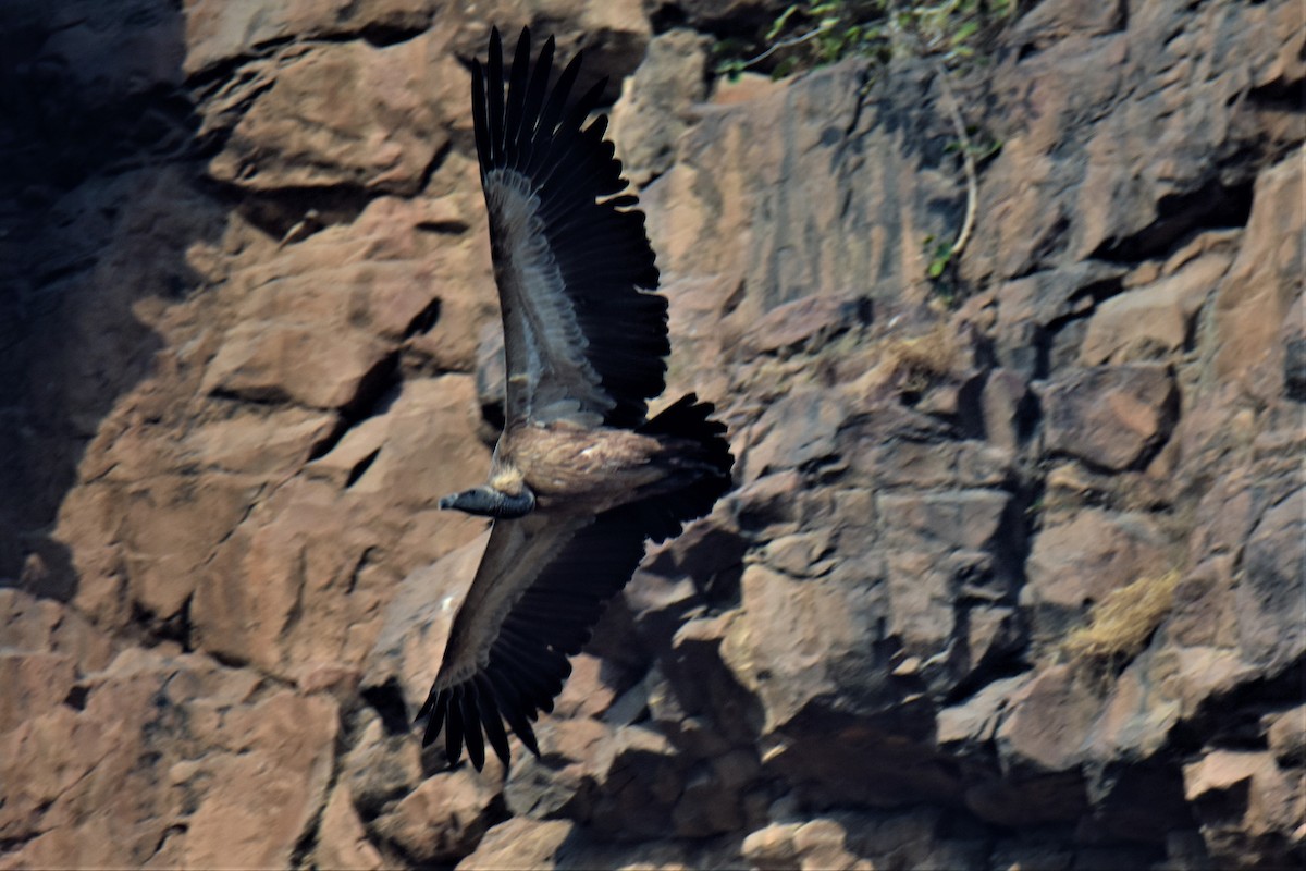 Indian Vulture - ML175564291