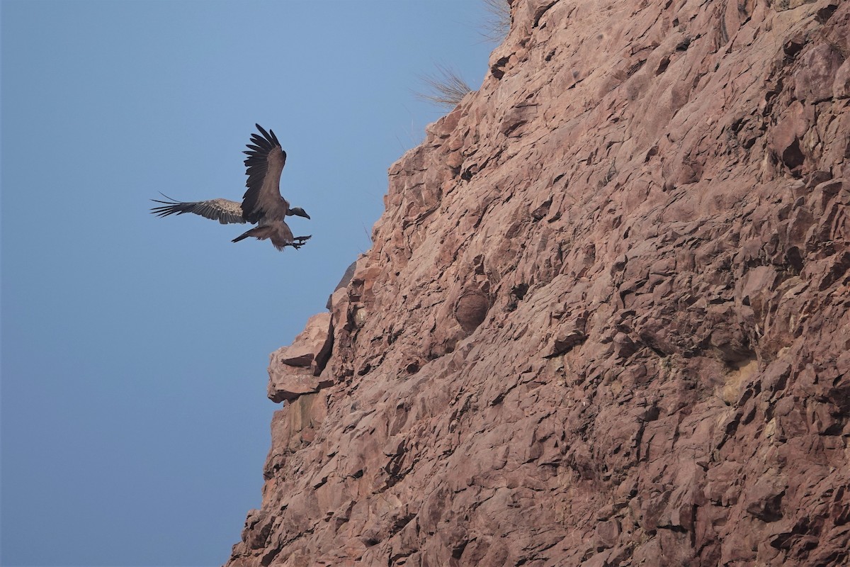 Indian Vulture - ML175564301