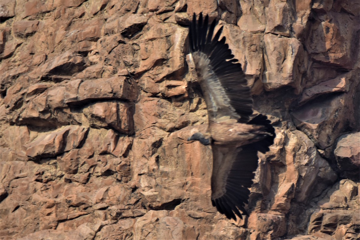 Indian Vulture - ML175564321
