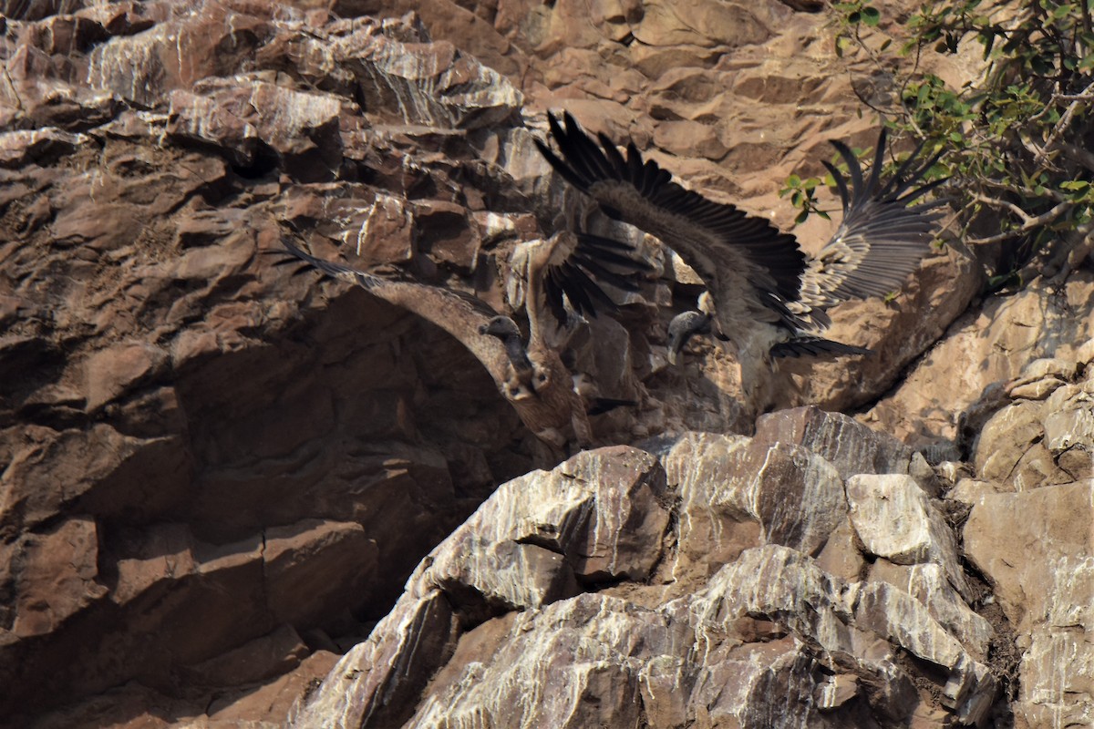 Indian Vulture - ML175564341