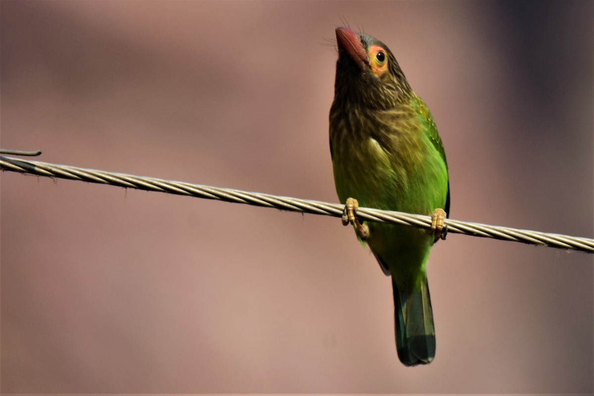 Brown-headed Barbet - ML175565041