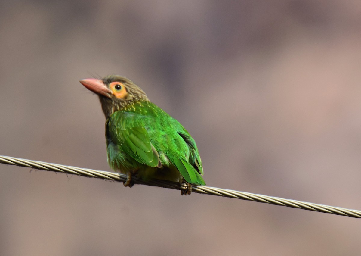 Brown-headed Barbet - ML175565061