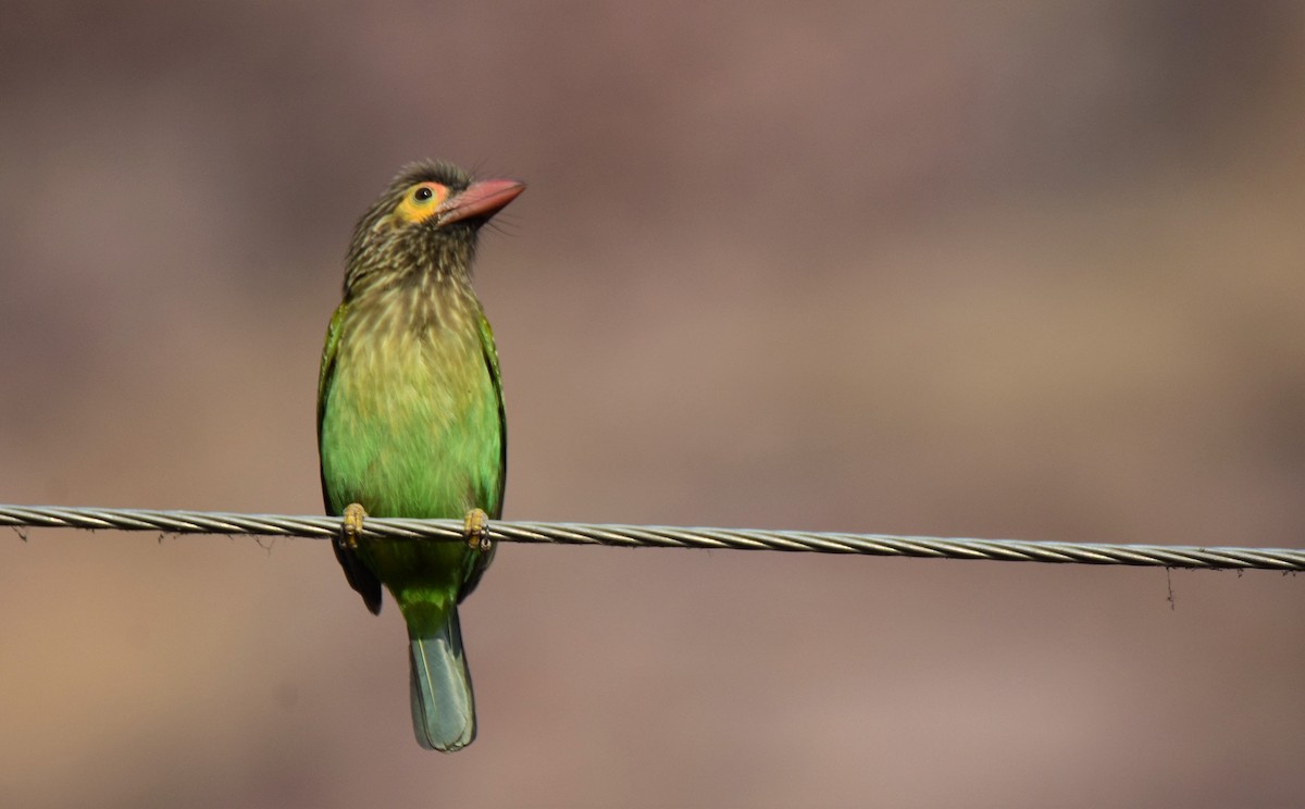 Brown-headed Barbet - ML175565081