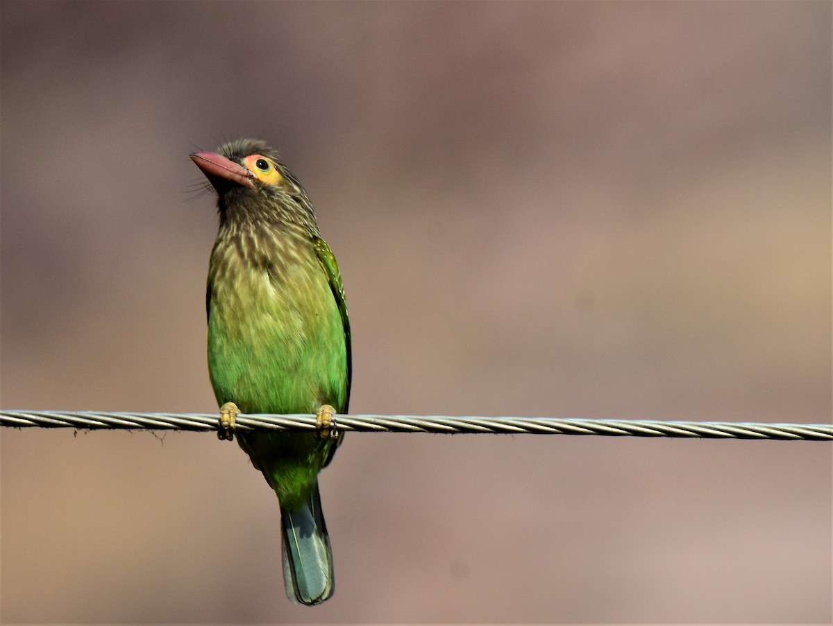Brown-headed Barbet - ML175565091