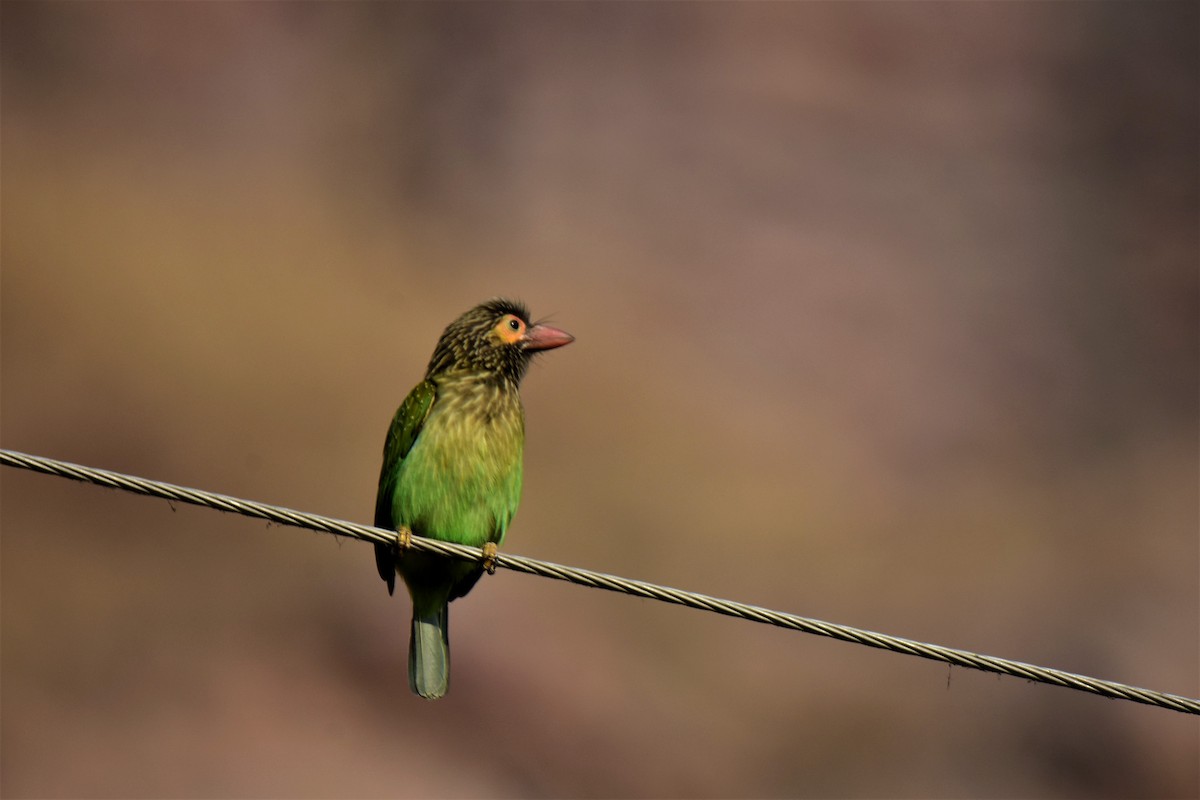 Brown-headed Barbet - ML175565101