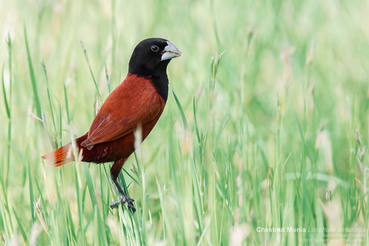 Chestnut Munia (Chestnut) - ML175565271