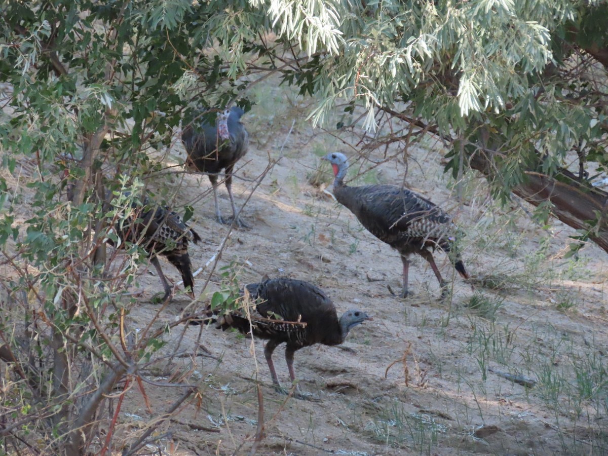 Wild Turkey - ML175565431