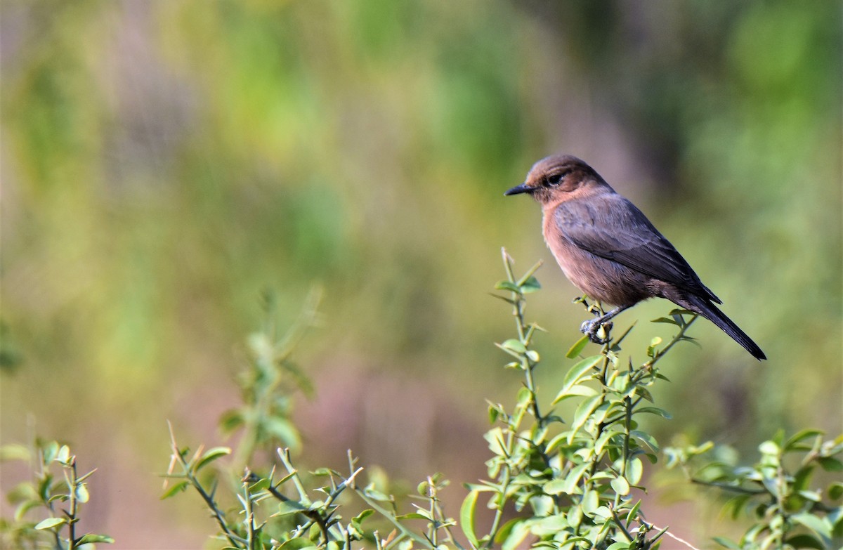 Pied Bushchat - ML175565461