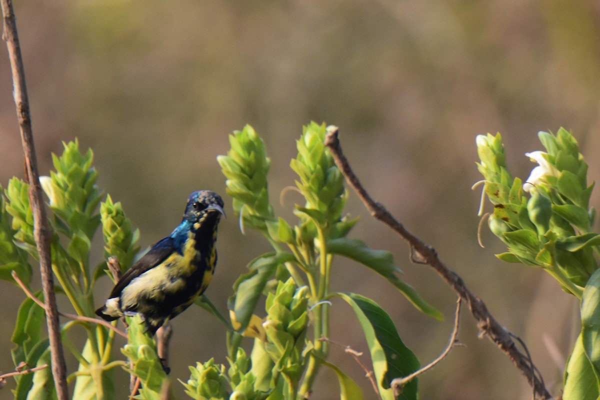Purple Sunbird - ML175565471