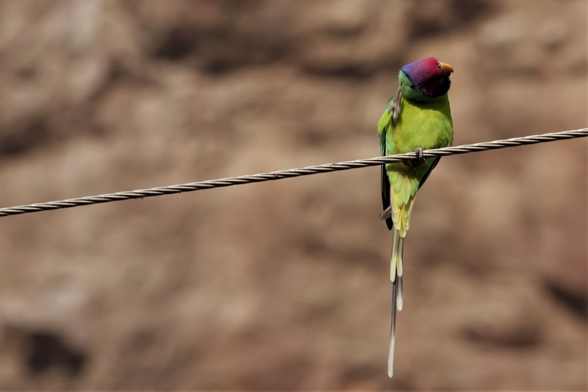 Plum-headed Parakeet - ML175565541