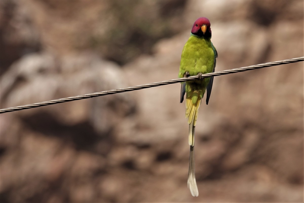 Plum-headed Parakeet - ML175565561