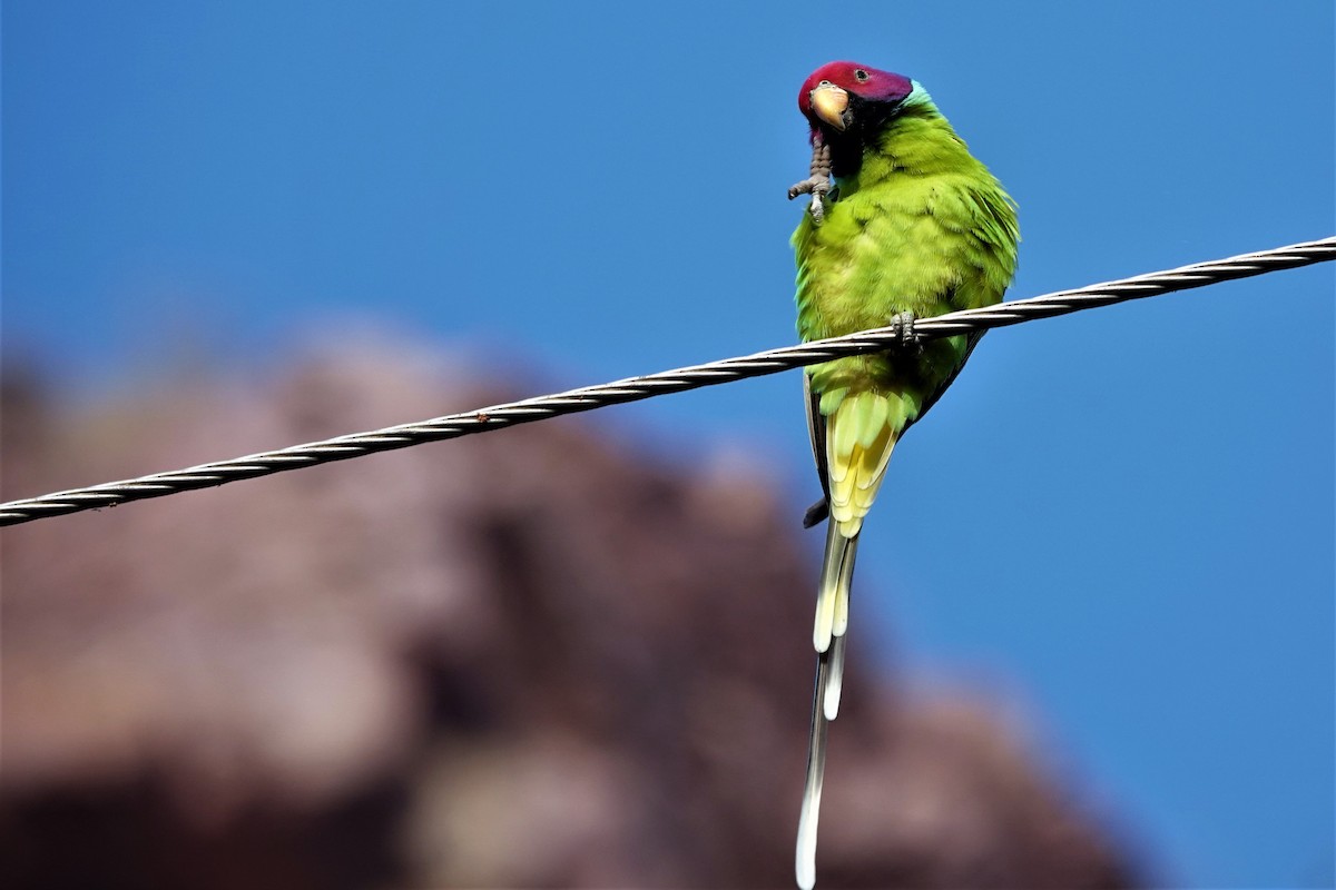 Plum-headed Parakeet - ML175565571