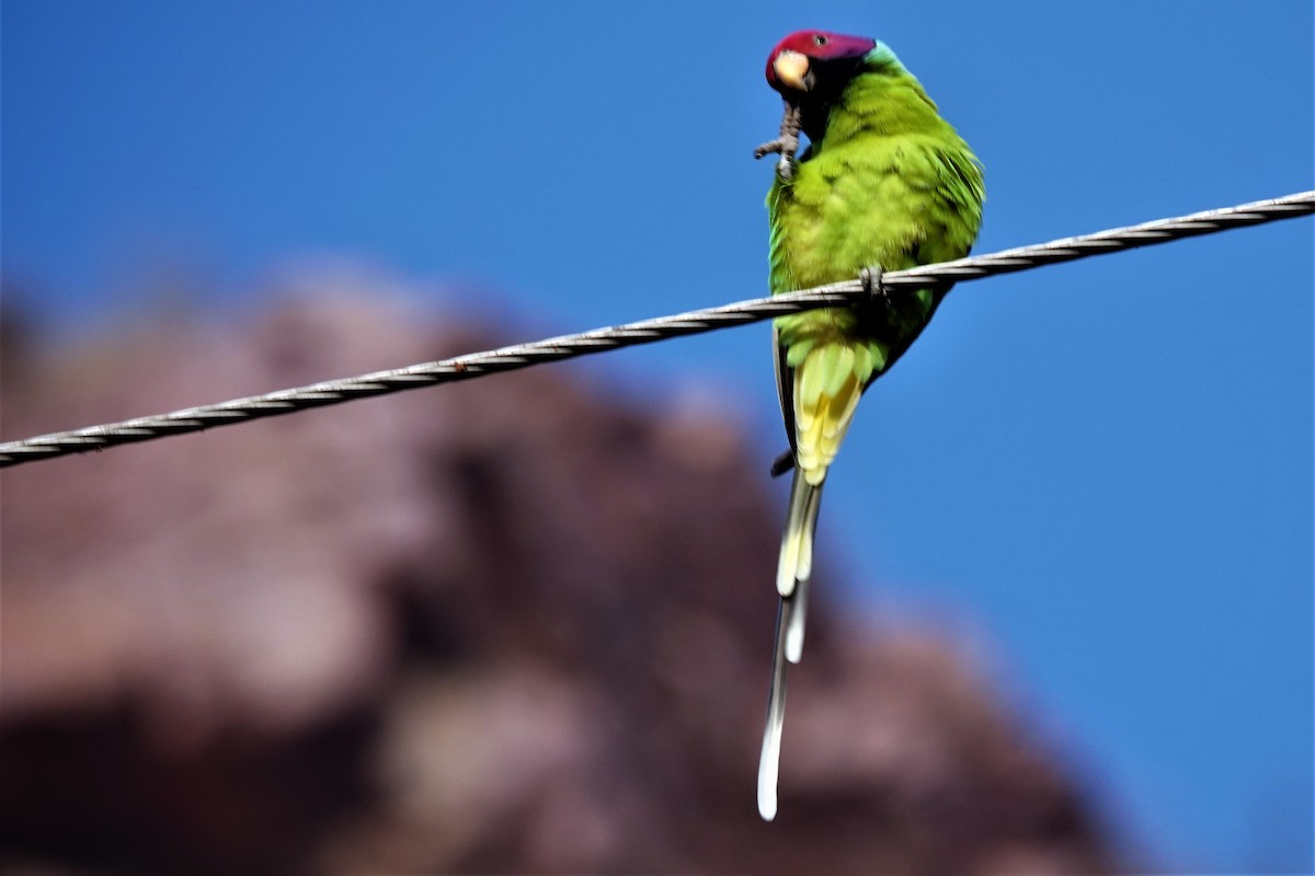 Plum-headed Parakeet - ML175565581