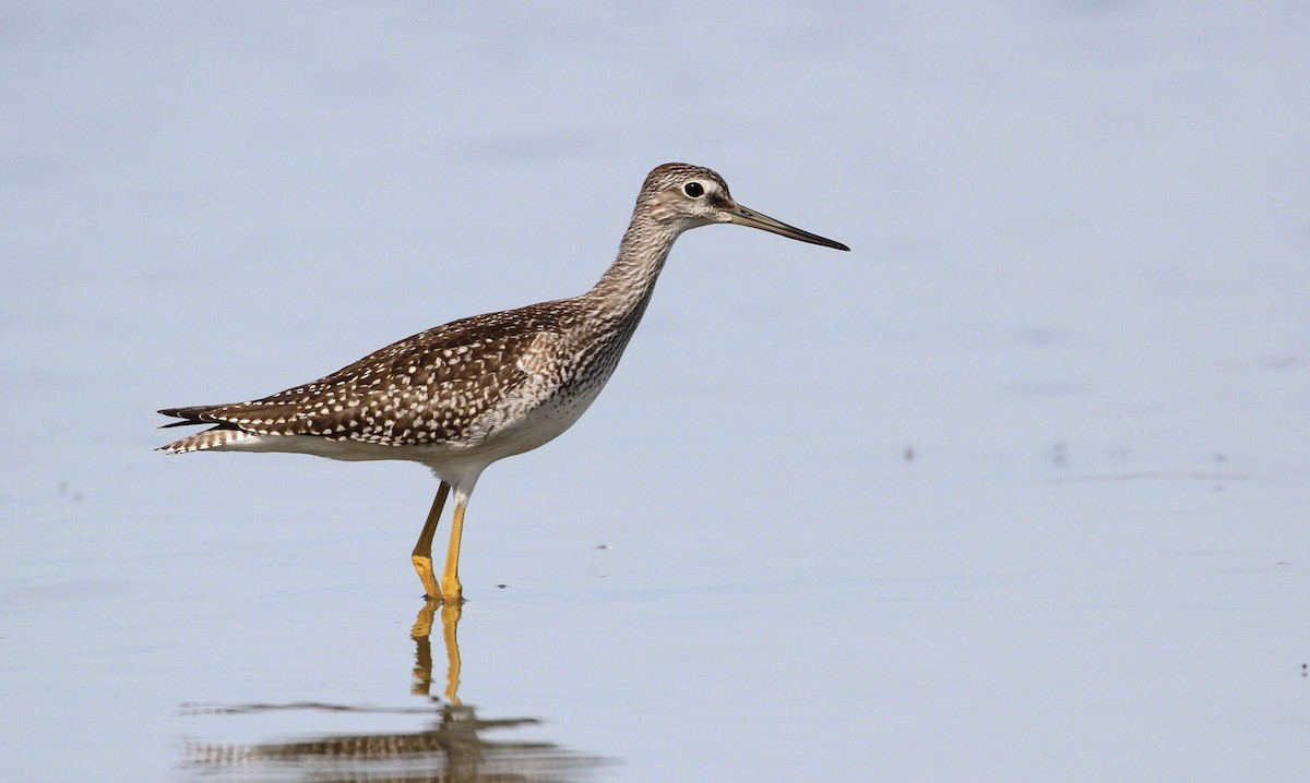 Greater Yellowlegs - Diane St-Jacques