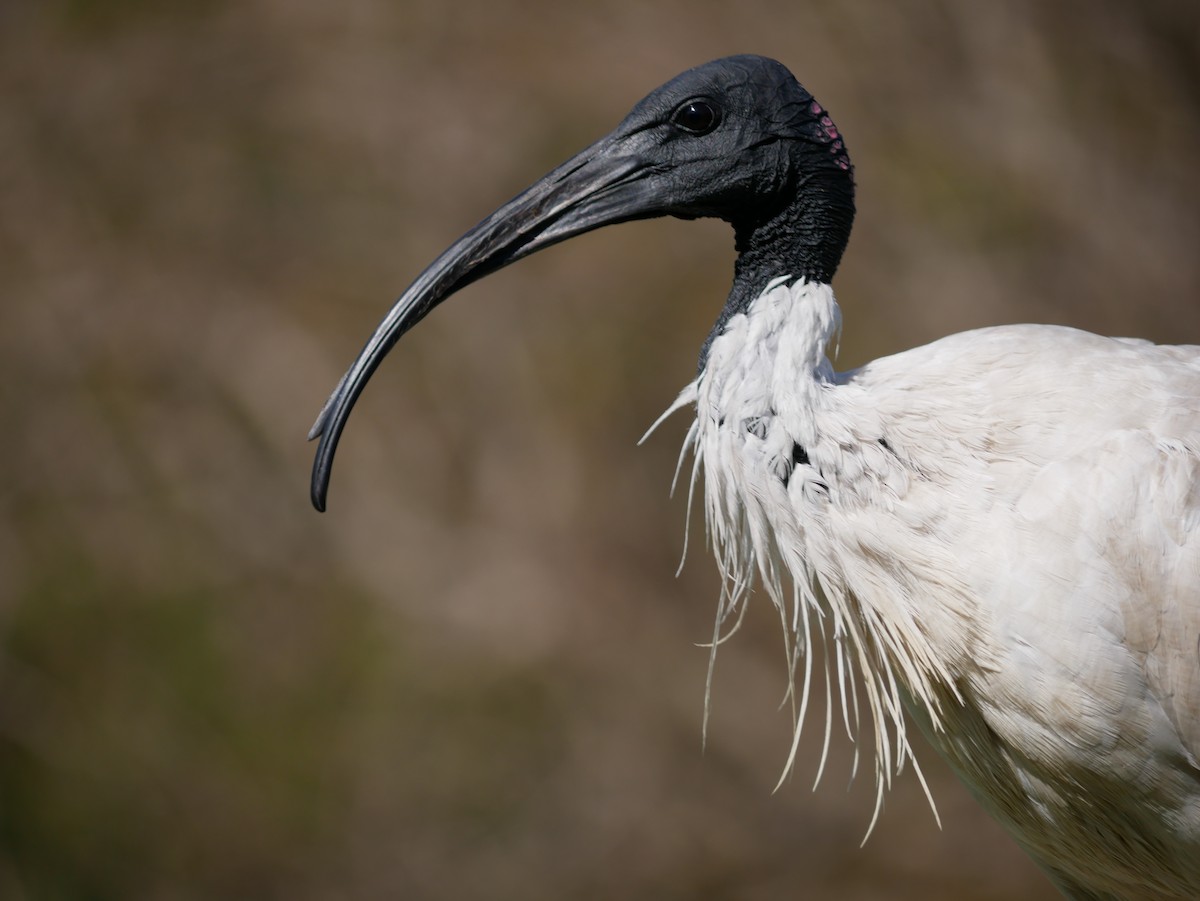 Australian Ibis - Shelley Altman