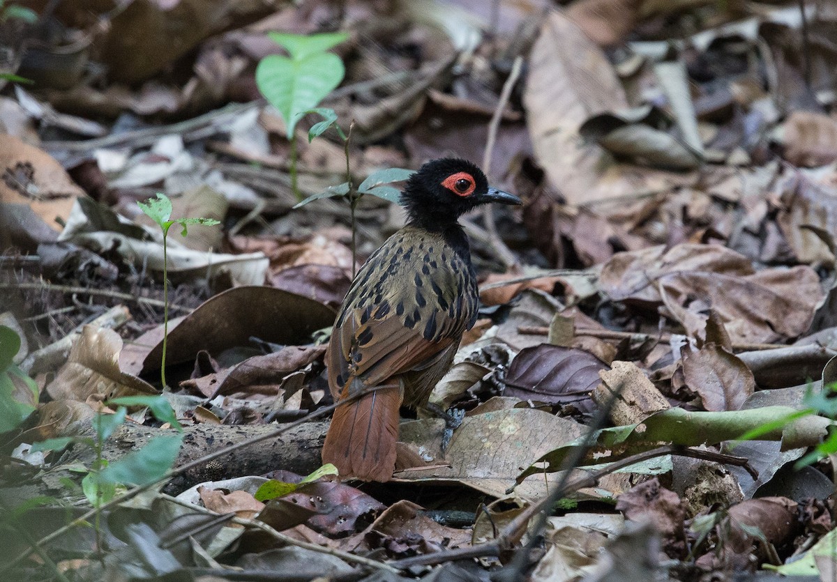 Black-spotted Bare-eye - Santiago Imberti