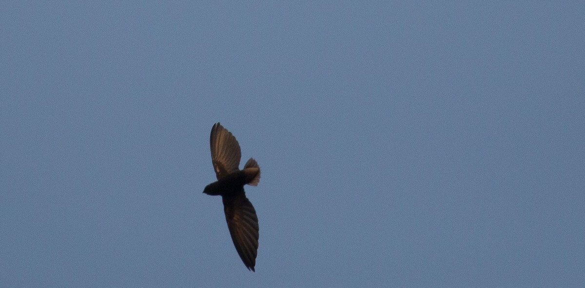 Short-tailed Swift - ML175568911