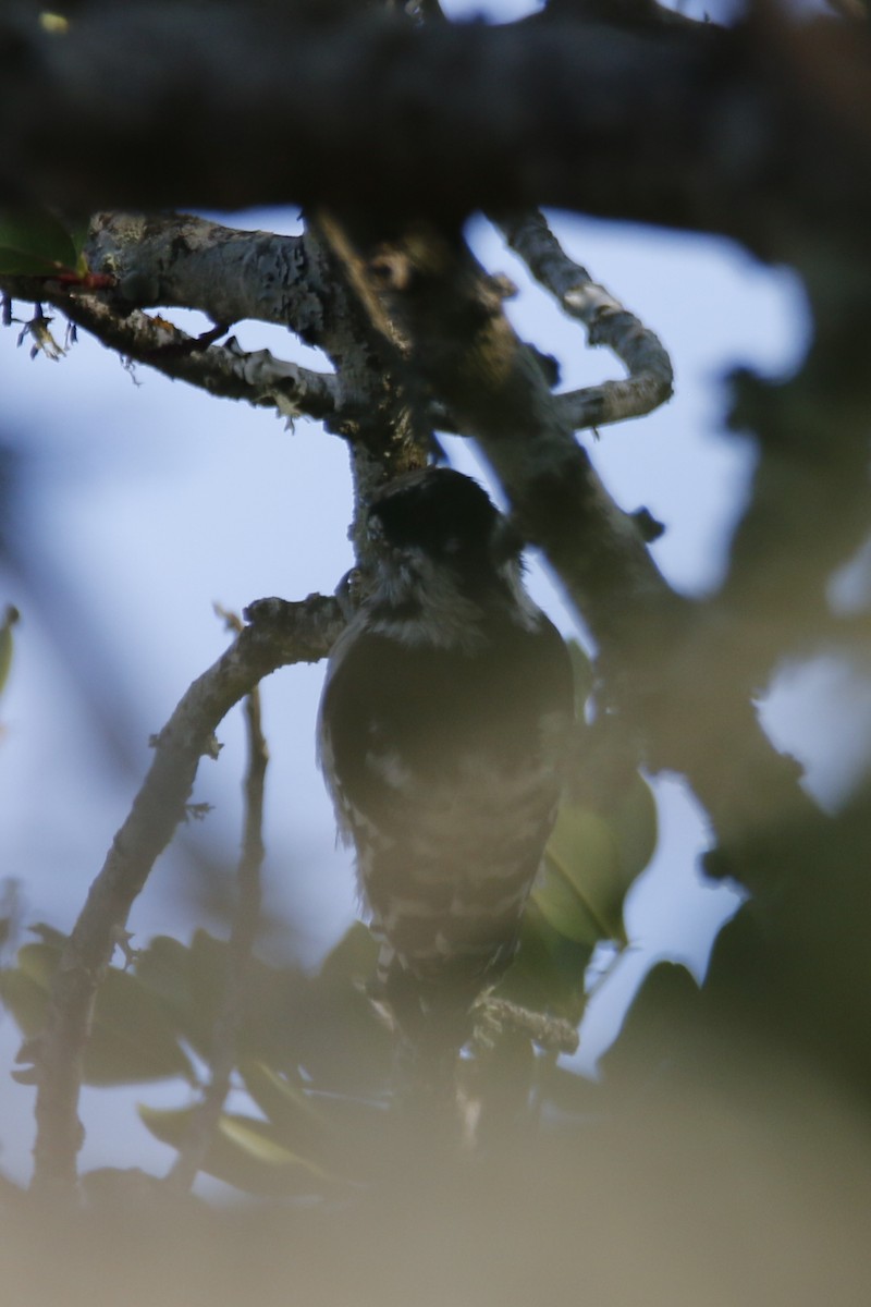 Lesser Spotted Woodpecker - ML175569641