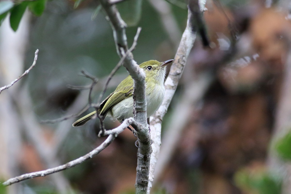 Hangnest Tody-Tyrant - ML175570131