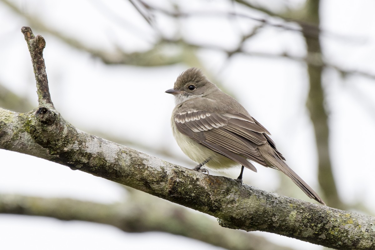 Large Elaenia - Luiz Carlos Ramassotti