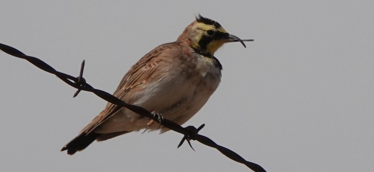 Horned Lark - Brad Rumble