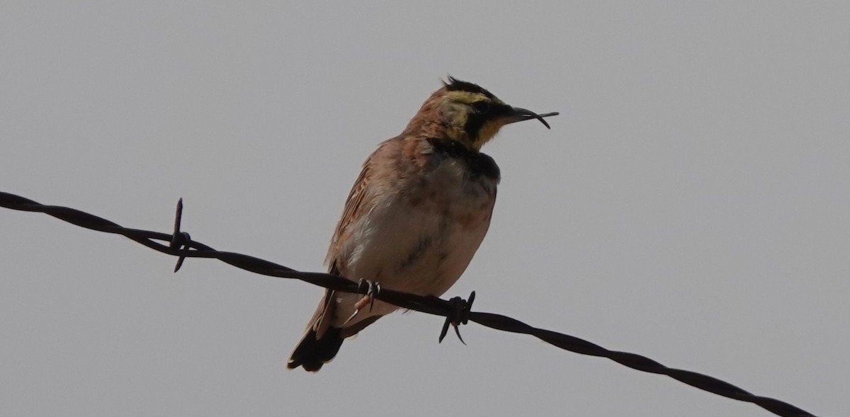 Horned Lark - ML175571411