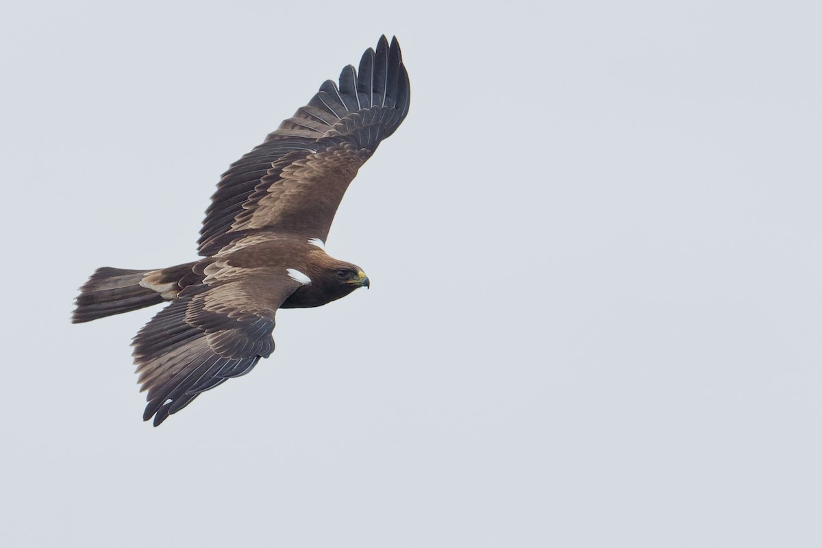 Booted Eagle - ML175572101