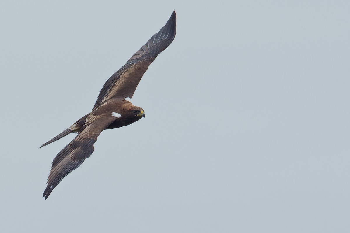 Booted Eagle - ML175572111