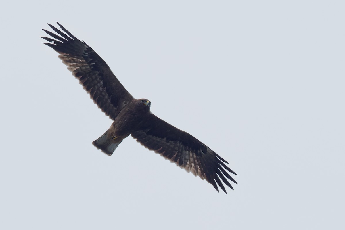 Booted Eagle - ML175572161