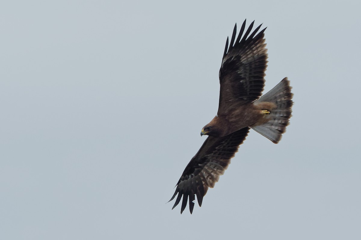 Booted Eagle - ML175572181