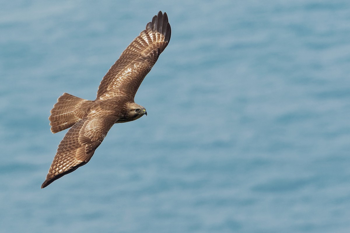 Eastern Buzzard - Vincent Wang